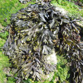 Les algues (fucus et entéromorphes) recouvrent la plupart des jetées