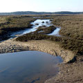 Prés salés d'Arès : estey, côté Bassin