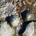 Petites balanes (crustacés sessiles) et patelles (gastéropodes vagiles)