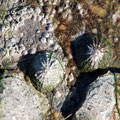 Petites balanes (crustacés sessiles) et patelles (gastéropodes vagiles)