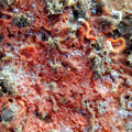 Au sein de serpules, les algues et bryozoaires colore la roche