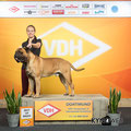 Best of Breed Int. dogshow Dortmund May 2018, 2 years old.