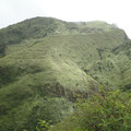 Site de Grande Savane - Montagne Pelée - Communauté de communes du Nord de la Martinique