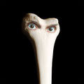 Exalo - Juana Molina - El Angel estudio - Mastering