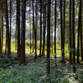 Wald nähe Raderach