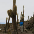 Les cactus, ça grandit de un centimètre par an... les plus grands font 12 mètres de haut! 