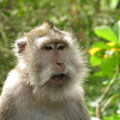 Monkey Forest a Ubud