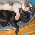 Xena & Kosi, 2 Bulldoggen...