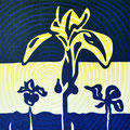 Les iris