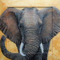 404. Elefantenporträt 39 x 39 cm