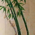 *113. Bambus 8 / 32x55 cm