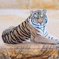 * 272.2  Tiger ruhend 50x32 cm