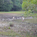 Wilpattu Nationalpark