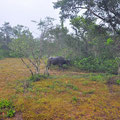 Wilpattu Nationalpark