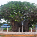 ca. 500 Jahre alter Baobab