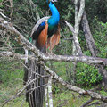 Wilpattu Nationalpark