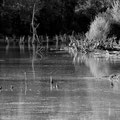 Ballade au bord de l'eau