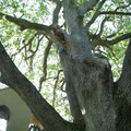Majestueux arbre devant la chapelle de Fajou - Sautel