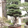 Bonsai im Yu-Garten Suzhou
