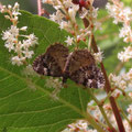 ヒメナカウスエダシャクとイタドリの雄花？（南アルプス地蔵岳）