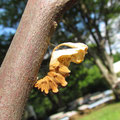 ジャコウアゲハの蛹（抜殻）