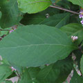 ムラサキシキブの葉