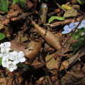 ヤマルリソウ（白花と瑠璃花の比較）