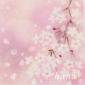 枝垂れ桜