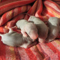 Les 4 petites femelles burmèses marbrés comme maman.