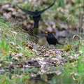 Merle noir au bord de la mare du parc François 1er - Cognac FR16 - 03/2023 - ©LgDAMSphoto®