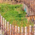 Dans les vignes cognaçaises - 12/2023