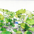はちすの陰で／The lotus field　(Sold)