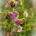 l'Ophrys abeille, belle orchidée des milieux calcaires. A protèger comme toutes les orchidées.