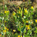 La Blackstonie est une petite gentiane à fleurs jaunes, c'est une plante calcicole.