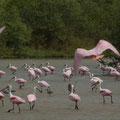 Aber was tut man nicht alles, um die Flamingos zu sehen...