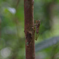 ... das typische Regenwaldgeraeusch machen allerdings die Zikaden... ist gar nocht so einfach, mal so eine zu sehen! Meist hoert man sie immer nur!