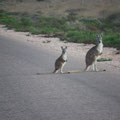 Auch dies ist typisch Outback. In den Abendstunden kann man sich vor Kaenguruhs bzw Wallabies kaum retten.