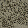 Der Strand ist uebersaeht von kleinen Sandkugeln...