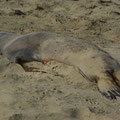 Robben lieben es, sich mit Sand zu panieren...