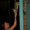 Suess, mal wieder ein Opossum... welches sogar aus der Hand frist...