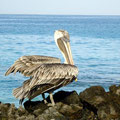 Pelikane sieht man schon mal anderswo.