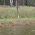 Ich entdeckte zwar keines der dort lebenden Tree kanguruhs, aber ich sah zumindest mein erstes Wallaby...