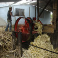 In den Zuckerrohrfabriken arbeiten nur Maenner, denn das ist schwere koerperliche Arbeit.