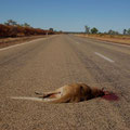 ... stattdessen haben wir auf dem Highway Kanguruhs gejagt... :-)