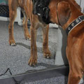 Omar im Doppelpack