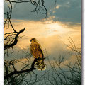 "wmorning has broken" acryl on canvas - 60x100cm