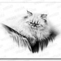 "always watching" pencil drawing - 40x25cm