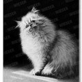 "lucky" pencil drawing - 25x40cm