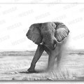 "african giant" pencil drawing - 98x58cm