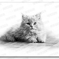 "wasn't me" pencil drawing - 40x25cm